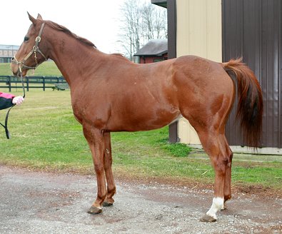 Absotutely is a 16 hh 4 year old Thoroughbred gelding for sale.