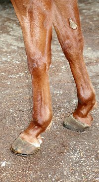 Absultootly's front legs