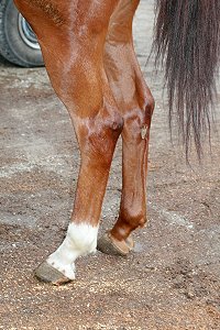 Absultootly's rearlegs
