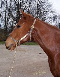 Absultootly was a Bargain Barn horse is the winter of 2007