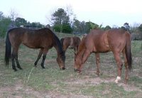 Toot, Dollie and Riff - April 18, 2007