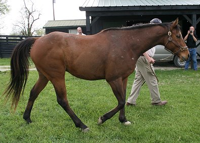 Beltaire is a6 year-old bay Thoroughbred gelding.