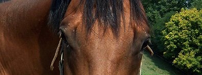 French Embassy is a well bred horse no longer suitable for racing. He needs a new home and a new family to love him. 