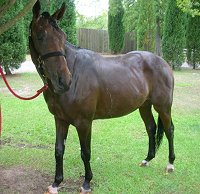 OTTB loves his bath.