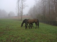 Green pastures at Bits & Bytes Farm