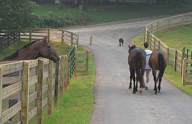 Four board fencing in pastures.