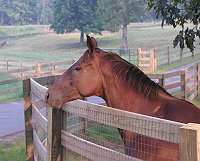 Equine boarding facility at Bits & Bytes Farm