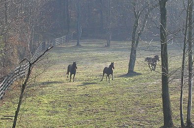 Our lower pasture in early spring
