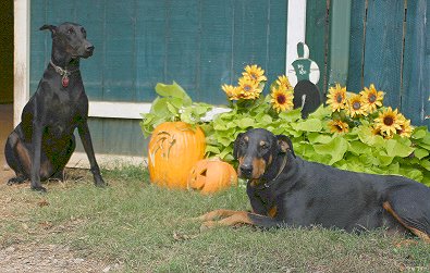 Our watch dogs - dobermans Zulu and Wizard.