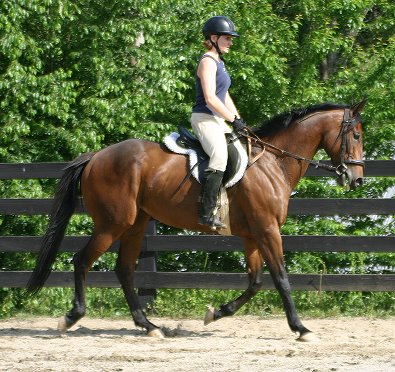 Ace's Angel - Thoroughbred for sale