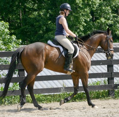 Ace's Angel - Thoroughbred for sale