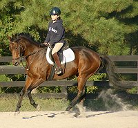 Thoroughbred mare doing dressage.