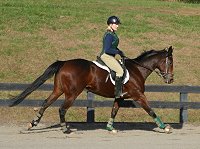Off-the-track Thoroughbred horses for sale - Ace's Angel
