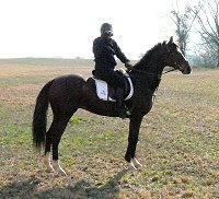 Horse for sale - Aly's Alpha Boy at his first hunter pace. March 1, 2008