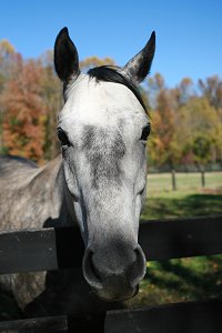 Artic Gamble is a Thoroughbred Horse for Sale at Bits & Bytes Farm.
