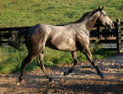 Gray Thoroughbred horse for sale at Bits & Bytes Farm - Artic Gamble.