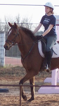 Artic Vic - Thoroughbred horse 