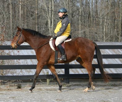 Artic Vic is a bay thoroughbred horse for sale at Bits & Bytes Farm. December 10, 2005