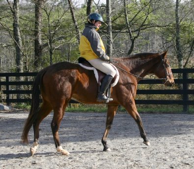 Artic Vic is a bay thoroughbred horse for sale at Bits & Bytes Farm. December 10, 2005