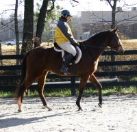 Artic Vic is a bay thoroughbred horse for sale at Bits & Bytes Farm. December 10, 2005