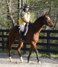 Artic Vic is a bay thoroughbred horse for sale at Bits & Bytes Farm. December 10, 2005