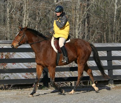Artic Vic is a bay thoroughbred horse for sale at Bits & Bytes Farm. December 10, 2005