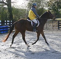 Artic Vic is a bay thoroughbred horse for sale at Bits & Bytes Farm. December 10, 2005