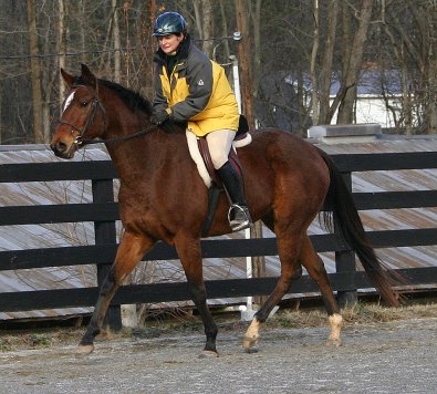Artic Vic is a bay thoroughbred horse for sale at Bits & Bytes Farm. December 10, 2005