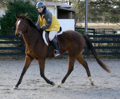 Artic Vic is a bay thoroughbred horse for sale at Bits & Bytes Farm. December 10, 2005