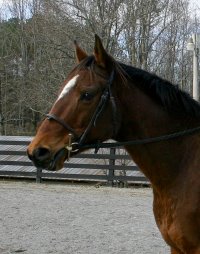 Artic Vic is a bay thoroughbred horse for sale at Bits & Bytes Farm. December 10, 2005