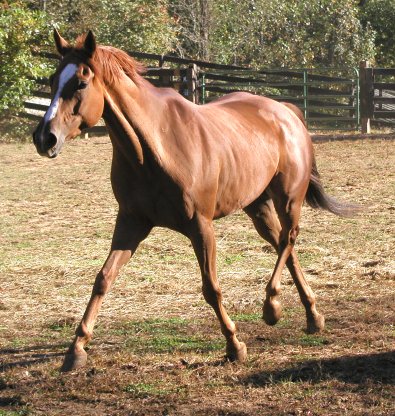 Baileysontherocks - Thoroughbreds for sale at Bits & Bytes Farm