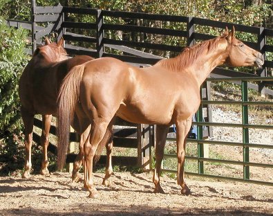 Thoroughbred for sale - Baileysontherocks