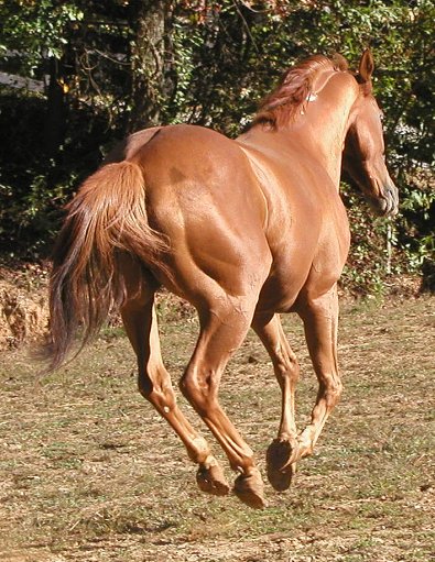 Thoroughbred for sale - Baileysontherocks