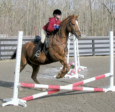 Baileysontherocks - Horses for sale at Bits & Bytes Farm