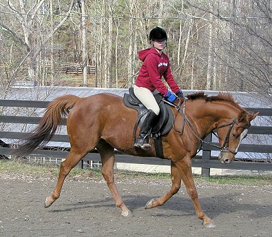 Baileysontherocks - Thoroughbred for sale at Bits & Bytes Farm