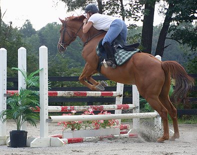 Baileysontherocks - horses for sale at Bits & Bytes Farm - September 2004