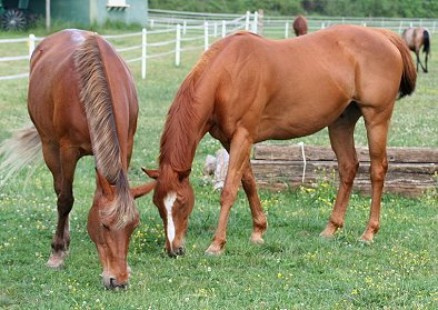Baileysontherocks is very much the resident stud muffin in our small herd of ten horses.