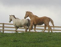 Two old geldings