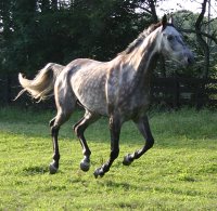 Gray Thoroughbred horse for sale at Bits & Bytes Farm - Barbo.