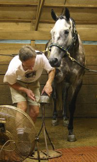 Gray Thoroughbred horse for sale at Bits & Bytes Farm - Barbo.