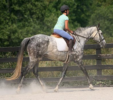 Thoroughbred Horse for sale - Barbo and visitor. June 17, 2007