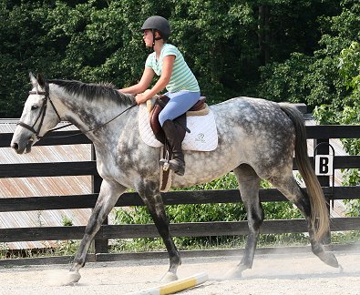 Thoroughbred Horse for sale - Barbo and visitor. June 17, 2007