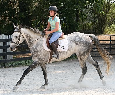 Thoroughbred Horse for sale - Barbo and visitor. June 17, 2007