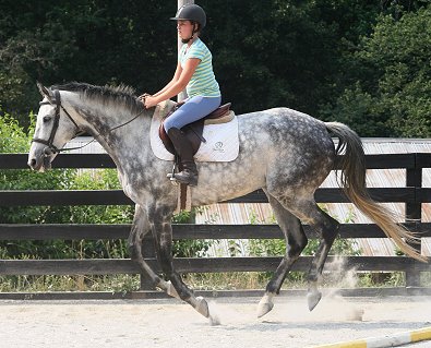 Thoroughbred Horse for sale - Barbo and visitor. June 17, 2007