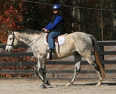 OTTB for Sale - Barbo November 24, 2007