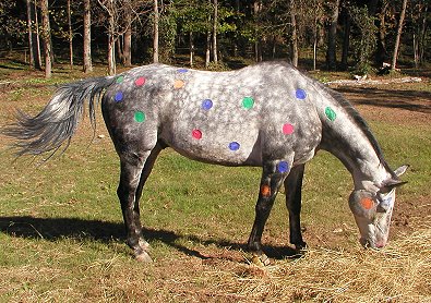 Barbo was a clown for Halloween - October 30, 2005 