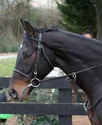 Bounced is a horse for sale at Bits & Bytes Farm. January 14, 2007