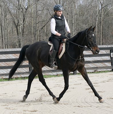 Bounced could also do dressage or eventing.