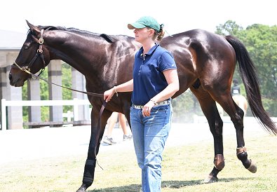 Karen Boysen introduced Bounce to the horse show grounds by walking him around on a lead. 