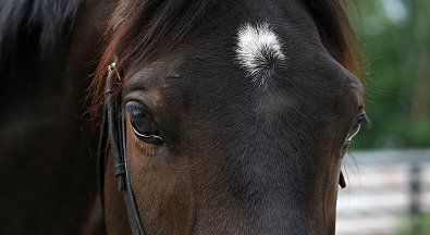 Bounced! May 16, 2006